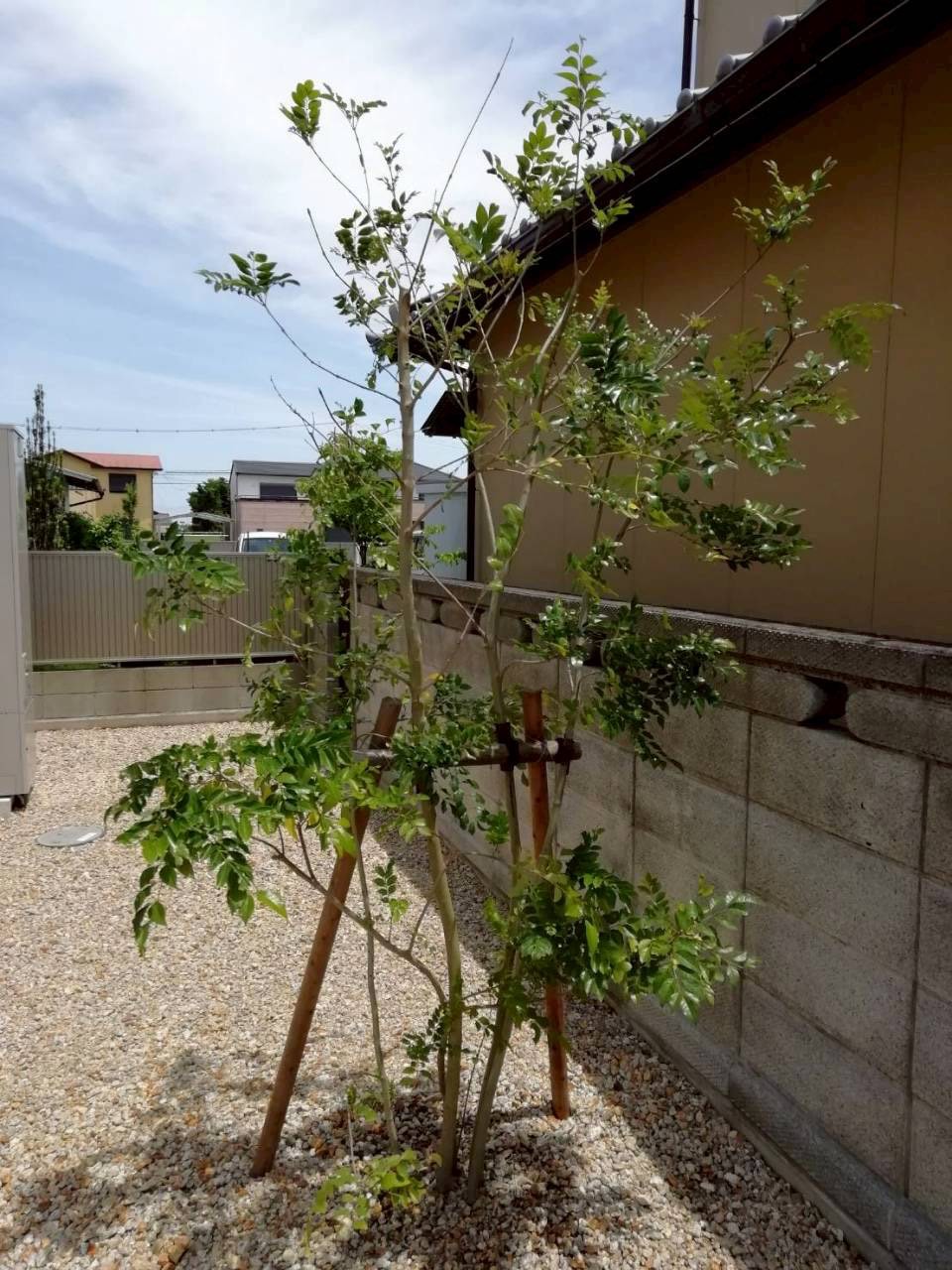 シンボルツリー